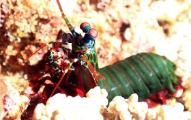 Komodo 2016 - Peacock Mantis - Squille multicolore - Odontodactylus scyllarus - IMG_7131_rc2